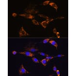 Immunofluorescence - Anti-PDE12 Antibody (A93288) - Antibodies.com