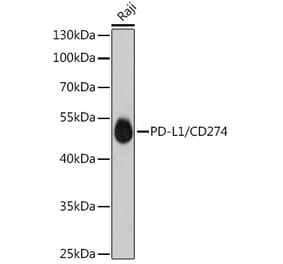 Western Blot - Anti-PD-L1 Antibody [ARC5110-01] (A93289) - Antibodies.com