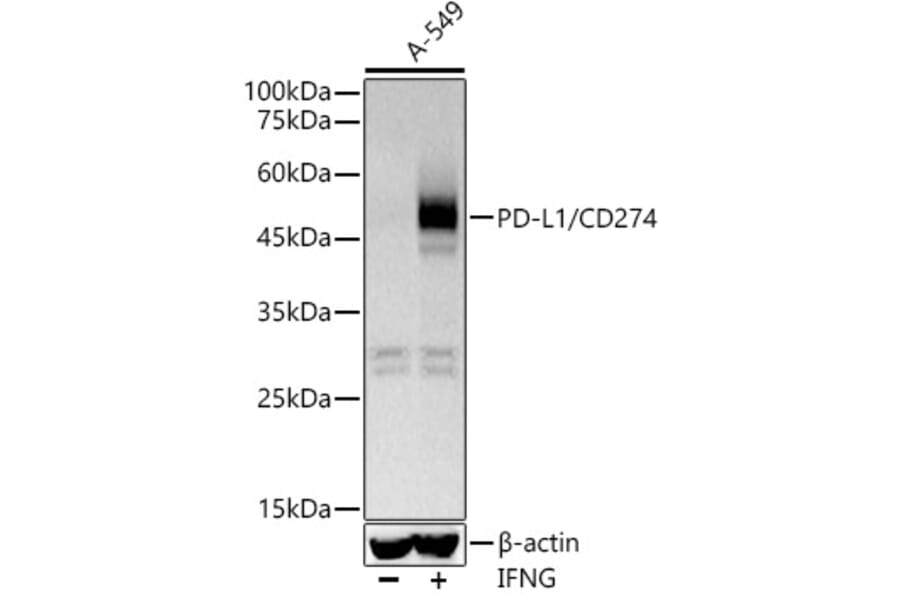 Western Blot - Anti-PD-L1 Antibody [ARC5110-01] (A93289) - Antibodies.com