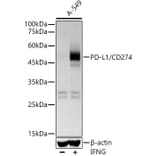 Western Blot - Anti-PD-L1 Antibody [ARC5110-01] (A93289) - Antibodies.com