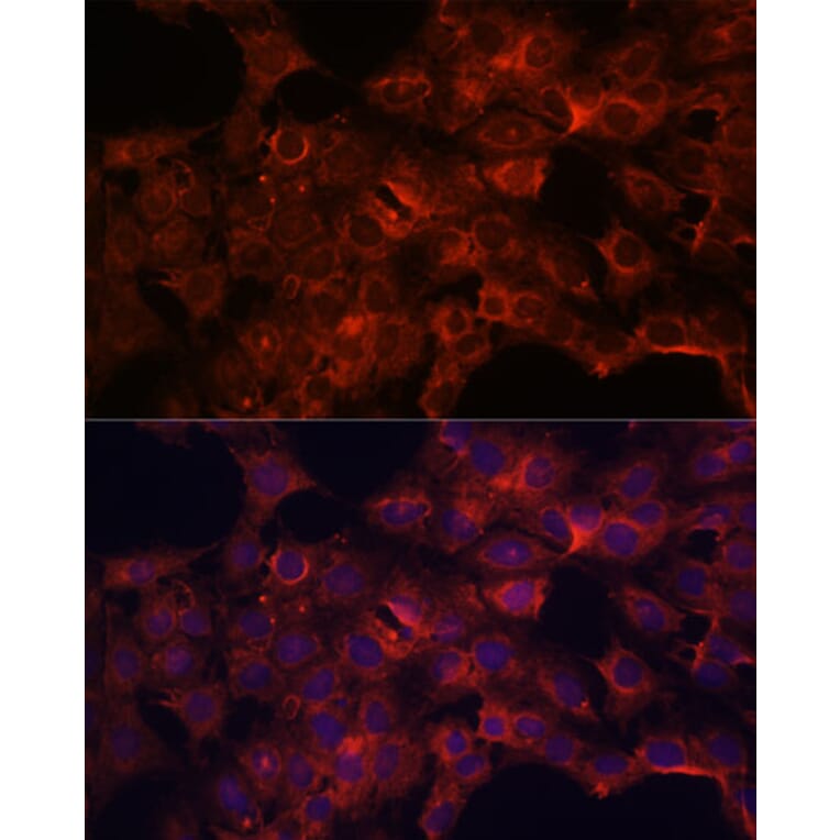 Immunofluorescence - Anti-PDP2 Antibody (A93290) - Antibodies.com