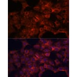 Immunofluorescence - Anti-PDP2 Antibody (A93290) - Antibodies.com