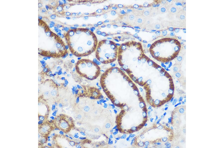 Immunohistochemistry - Anti-Pebp4 Antibody (A93291) - Antibodies.com
