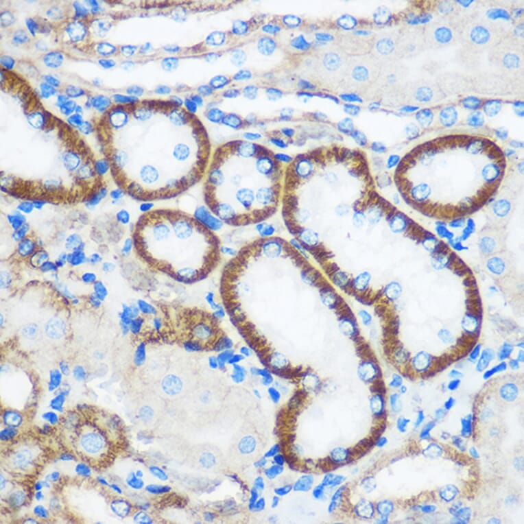 Immunohistochemistry - Anti-Pebp4 Antibody (A93291) - Antibodies.com