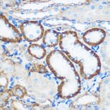 Immunohistochemistry - Anti-Pebp4 Antibody (A93291) - Antibodies.com