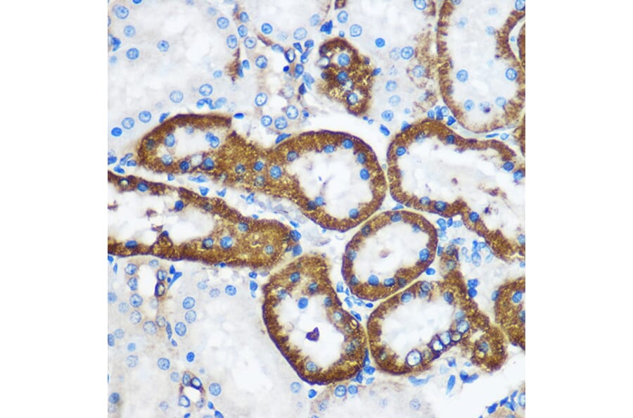 Immunohistochemistry - Anti-Pebp4 Antibody (A93291) - Antibodies.com