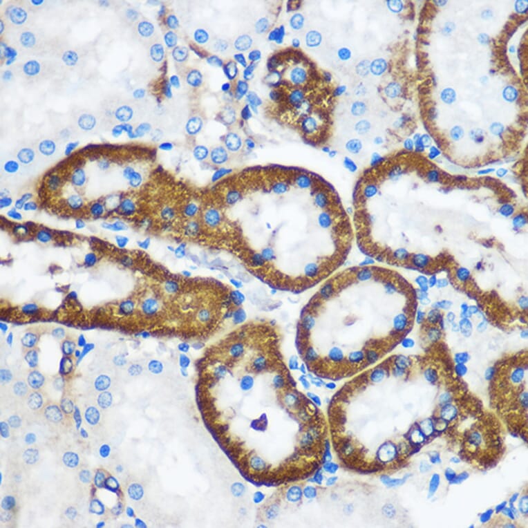 Immunohistochemistry - Anti-Pebp4 Antibody (A93291) - Antibodies.com