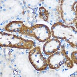Immunohistochemistry - Anti-Pebp4 Antibody (A93291) - Antibodies.com