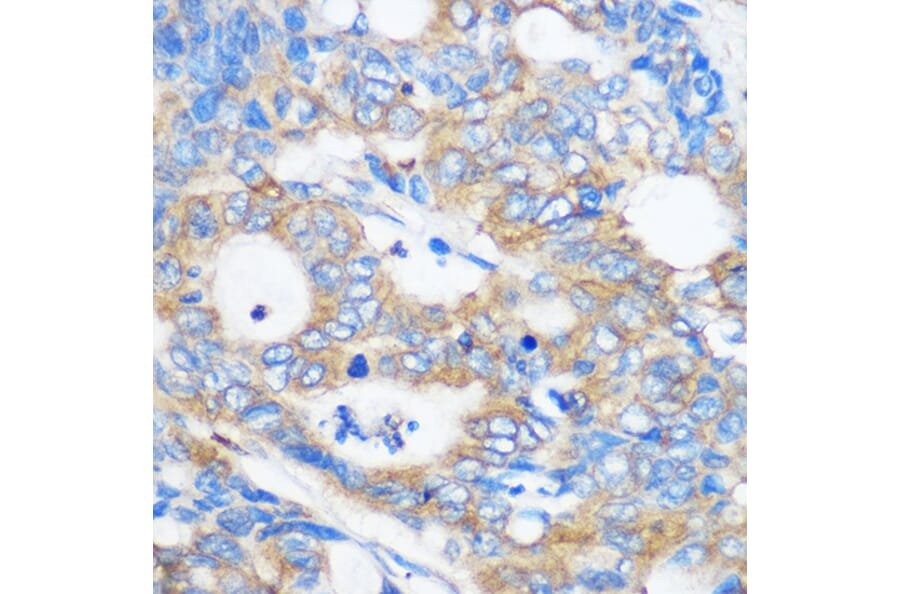 Immunohistochemistry - Anti-Pebp4 Antibody (A93291) - Antibodies.com