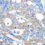 Immunohistochemistry - Anti-Pebp4 Antibody (A93291) - Antibodies.com