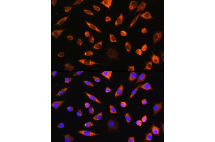 Immunofluorescence - Anti-Pebp4 Antibody (A93291) - Antibodies.com
