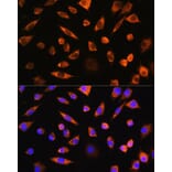 Immunofluorescence - Anti-Pebp4 Antibody (A93291) - Antibodies.com