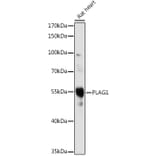 Western Blot - Anti-PLAG1 Antibody (A93296) - Antibodies.com