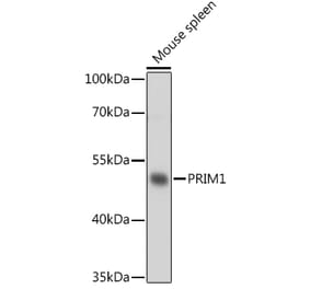 Western Blot - Anti-PRIM1 Antibody (A93303) - Antibodies.com