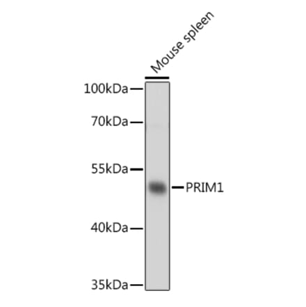 Western Blot - Anti-PRIM1 Antibody (A93303) - Antibodies.com