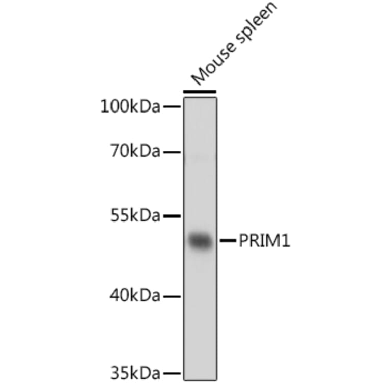 Western Blot - Anti-PRIM1 Antibody (A93303) - Antibodies.com