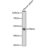 Western Blot - Anti-PRIM1 Antibody (A93303) - Antibodies.com