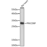 Western Blot - Anti-SRBC Antibody (A93306) - Antibodies.com