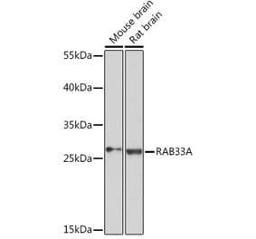 Western Blot - Anti-RAB33A Antibody (A93308) - Antibodies.com