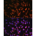 Immunofluorescence - Anti-RALGDS Antibody (A93309) - Antibodies.com