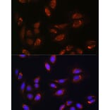 Immunofluorescence - Anti-RALGDS Antibody (A93309) - Antibodies.com