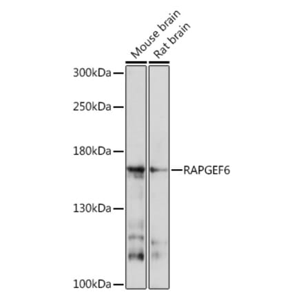 Western Blot - Anti-RAPGEF6 Antibody (A93310) - Antibodies.com