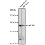 Western Blot - Anti-RAPGEF6 Antibody (A93310) - Antibodies.com