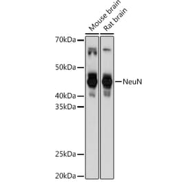 Western Blot - Anti-NeuN Antibody (A93313) - Antibodies.com