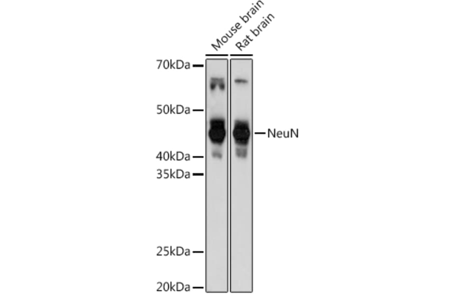 Western Blot - Anti-NeuN Antibody (A93313) - Antibodies.com