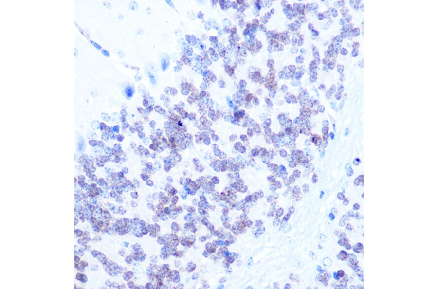 Immunohistochemistry - Anti-NeuN Antibody (A93313) - Antibodies.com