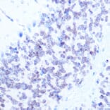 Immunohistochemistry - Anti-NeuN Antibody (A93313) - Antibodies.com