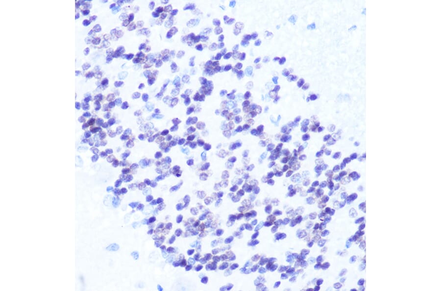 Immunohistochemistry - Anti-NeuN Antibody (A93313) - Antibodies.com