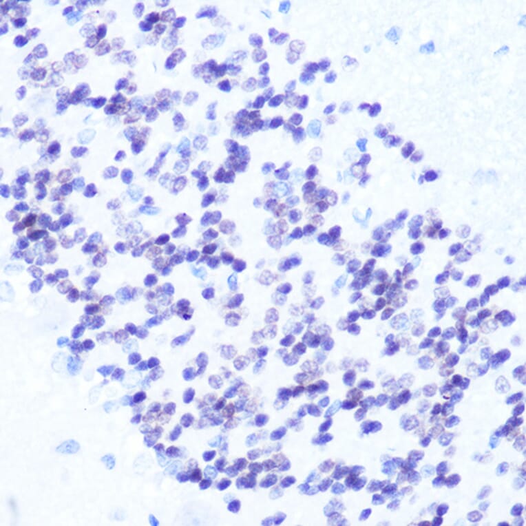 Immunohistochemistry - Anti-NeuN Antibody (A93313) - Antibodies.com