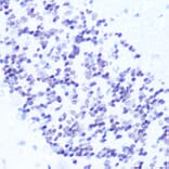 Immunohistochemistry - Anti-NeuN Antibody (A93313) - Antibodies.com