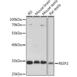Western Blot - Anti-REEP2 Antibody (A93314) - Antibodies.com