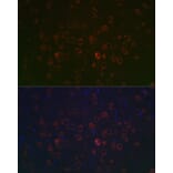 Immunofluorescence - Anti-REEP2 Antibody (A93314) - Antibodies.com