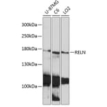 Western Blot - Anti-Reelin Antibody (A93315) - Antibodies.com