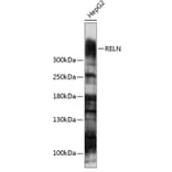 Western Blot - Anti-Reelin Antibody (A93315) - Antibodies.com