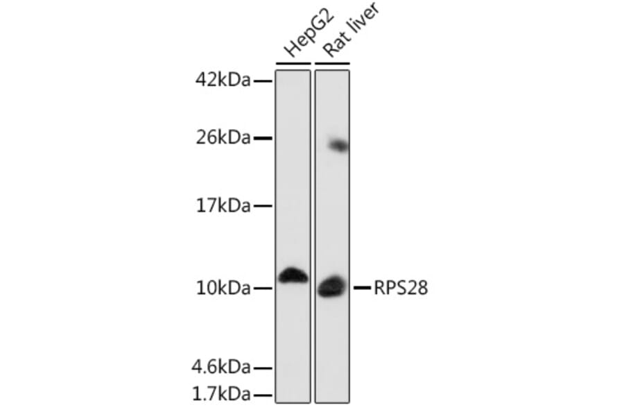 Western Blot - Anti-RPS28 Antibody (A93318) - Antibodies.com
