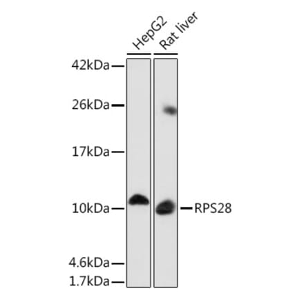 Western Blot - Anti-RPS28 Antibody (A93318) - Antibodies.com