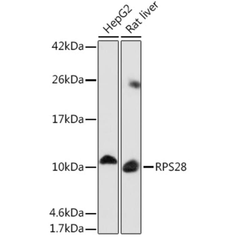 Western Blot - Anti-RPS28 Antibody (A93318) - Antibodies.com