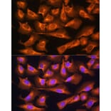 Immunofluorescence - Anti-RPS28 Antibody (A93318) - Antibodies.com