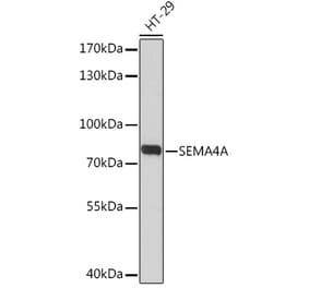 Western Blot - Anti-SEMA4A Antibody (A93320) - Antibodies.com