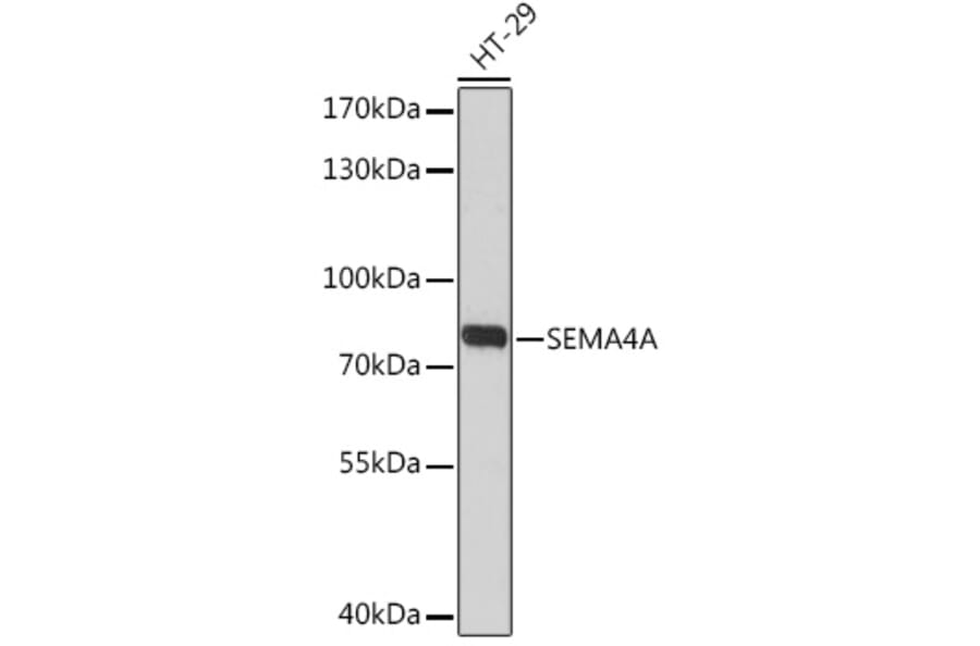 Western Blot - Anti-SEMA4A Antibody (A93320) - Antibodies.com