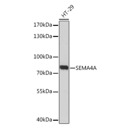 Western Blot - Anti-SEMA4A Antibody (A93320) - Antibodies.com