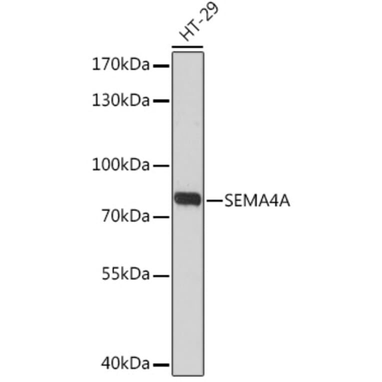 Western Blot - Anti-SEMA4A Antibody (A93320) - Antibodies.com