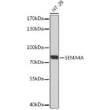 Western Blot - Anti-SEMA4A Antibody (A93320) - Antibodies.com