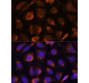 Immunofluorescence - Anti-SHMT1 Antibody (A93321) - Antibodies.com