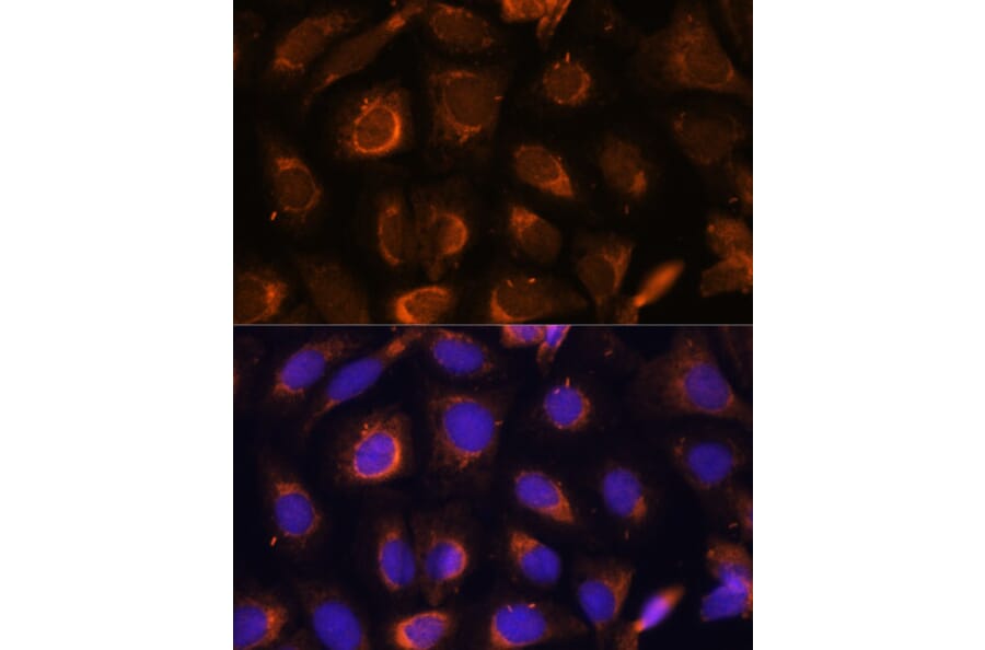 Immunofluorescence - Anti-SHMT1 Antibody (A93321) - Antibodies.com