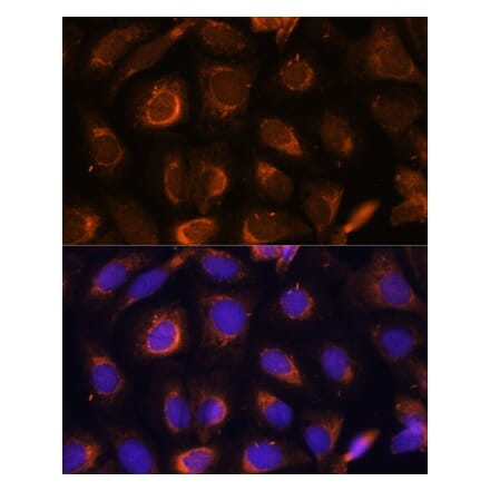 Immunofluorescence - Anti-SHMT1 Antibody (A93321) - Antibodies.com